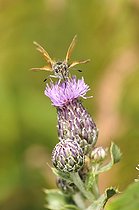 Biosphoto | 1252507 | Small Skipper foraging a mountain flower France | &copy; Thierry Van Baelinghem / Biosphoto