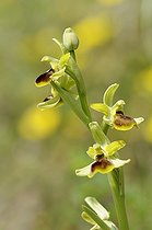 Biosphoto | 1254002 | Small Spider Orchid flower Rhone-Alps France | &copy; Thierry Van Baelinghem / Biosphoto