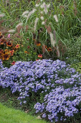 Biosphoto | 2141599 | Smooth Aster (Aster laevis) in bloom | &copy; Frédéric Didillon / Biosphoto