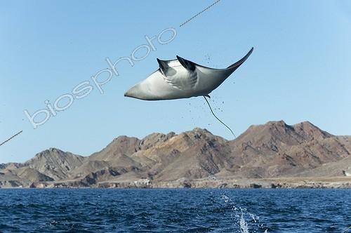 Biosphoto | 2040813 | Smoothtail mobula leaping - Gulf of California | &copy; Christopher Swann / Biosphoto