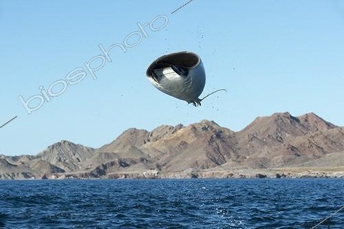 Biosphoto | 2040814 | Smoothtail mobula leaping - Gulf of California | &copy; Christopher Swann / Biosphoto