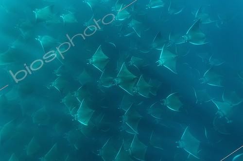 Biosphoto | 2040811 | Smoothtail mobulas in formation - Gulf of California | &copy; Christopher Swann / Biosphoto