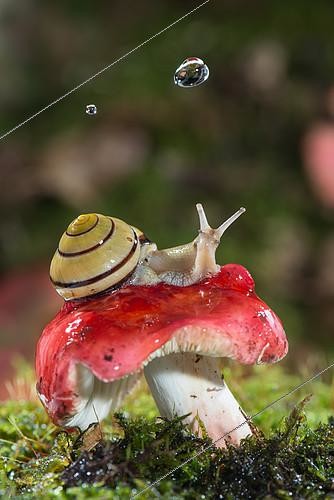 Biosphoto | 2415827 | Snail on mushroom and raindrop, Forest of the Queen, Lorraine, France | &copy; Stéphane Vitzthum / Biosphoto