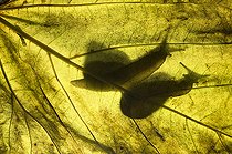 Biosphoto | 2148361 | Snails (Helix pomatia) silouhette, Huesca, Spain | &copy; Jorge Ruiz del Olmo / Biosphoto
