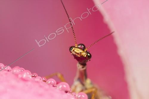 Biosphoto | 1921439 | Snakefly emerging from a Rose after rain - Provence France  | &copy; Benoît Personnaz / Biosphoto