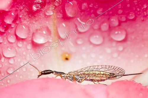 Biosphoto | 1921440 | Snakefly in a Rose after rain - Provence France  | &copy; Benoît Personnaz / Biosphoto