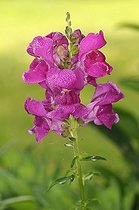 Biosphoto | 1252483 | Snapdragon flowers and dewdrops France | &copy; Thierry Van Baelinghem / Biosphoto