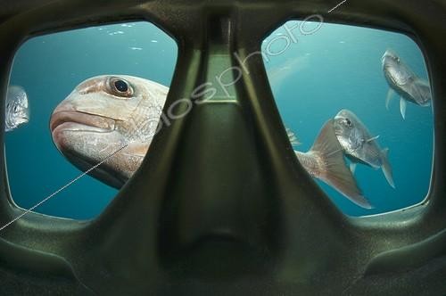 Biosphoto | 1988285 | Snapper behind dive mask - Poor knights Island New Zealand | &copy; Tobias Bernhard Raff / Biosphoto