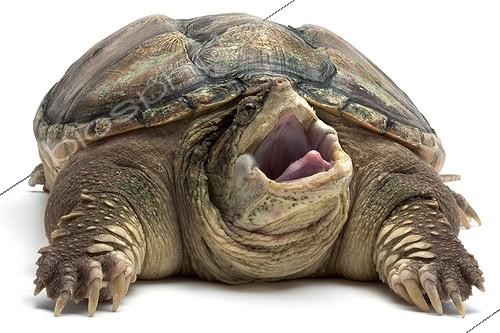 Biosphoto | 1259750 | Snapping turtle on a white background ; Origin: North America | &copy; Michel Gunther / Biosphoto