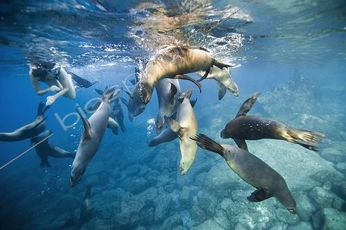 Biosphoto | 2008462 | Snorkeler and California Sea lions - Gulf of California | &copy; Christopher Swann / Biosphoto