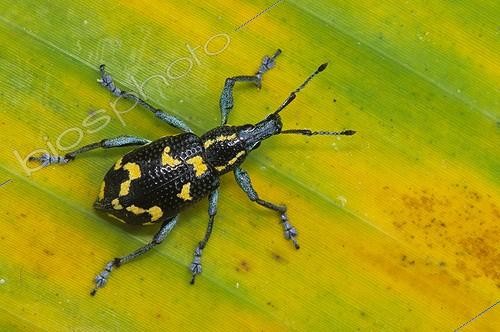 Biosphoto | 2050410 | Snout beetle (Curculionidae sp), Costa Rica | &copy; Michael Turco / Biosphoto