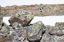 Biosphoto | 2588320 | Snow bunting, (Plectrophenax nivalis) adult male in nuptial plumage in flight at his nesting site, Varanger, Norway | &copy; Michael Adam / Biosphoto