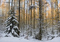 Biosphoto | 2462392 | Snow-covered larch and spruce forest, Vosges du Nord Regional Nature Park, France | &copy; Michel Rauch / Biosphoto