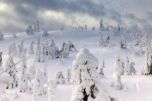 Biosphoto | 2447153 | Snow covered mountain pines in a winter storm in Rukatunturi, Kuusamo, Lapland, Finland, Europe | &copy; Bernd Zoller / imageBROKER / Biosphoto