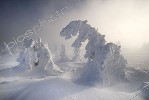 Biosphoto | 1610468 | Snow-covered pines in fog and mist on Mt. Brocken, Saxony-Anhalt, Germany, Europe | &copy; Kevin Proennecke / imageBROKER / Biosphoto
