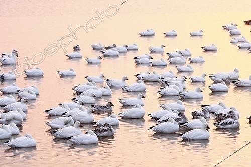 Biosphoto | 740686 | Snow geese wintering in New Mexico USA | &copy; Pierre Huguet-Dubief / Biosphoto