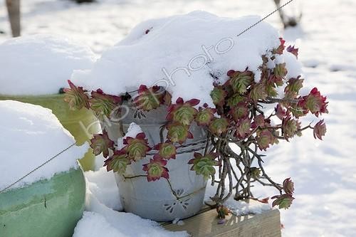 Biosphoto | 962569 | Snow on a pot a garden terrace in winter | &copy; NouN / Biosphoto