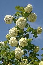 Biosphoto | 1999056 | Snowball bush in bloom in a garden | &copy; Catherine Fruhinsholz / Biosphoto