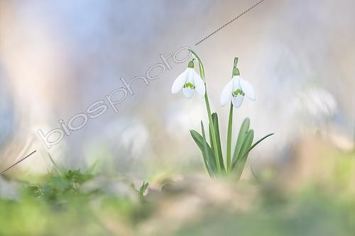 Biosphoto | 2556098 | Snowdrop (Galanthus nivalis) in an undergrowth in winter, Allier, France | &copy; Monique Morin / Biosphoto