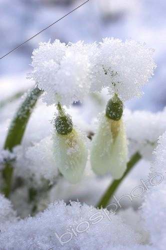 Biosphoto | 500829 | Snowdrop in bloom in the snow | &copy; Jean-Michel Groult / Biosphoto