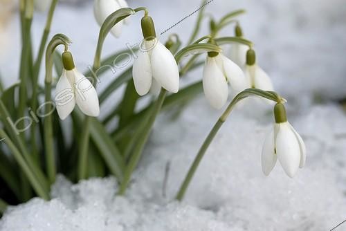 Biosphoto | 119502 | Snowdrops under snow at the end of the winter in a garden  | &copy; Denis Bringard / Biosphoto
