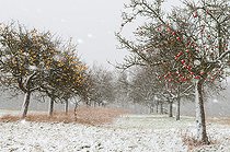 Biosphoto | 2445685 | Snowstorm in a tall-stem orchard, Vosges du Nord Regional Natural Park, France | &copy; Michel Rauch / Biosphoto