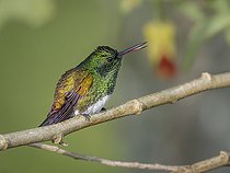 Biosphoto | 2455088 | Snowy-bellied Hummingbird (Amazilia edward) on a branch, Chiriqui, Panama | &copy; Ignacio Yufera / Biosphoto