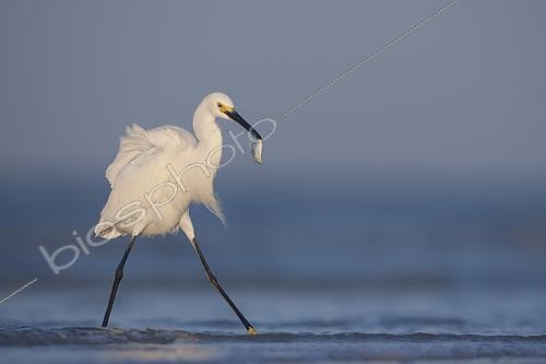 Biosphoto | 2408984 | Snowy Egret (Egretta thula) with fish prey in beak, Florida, USA | &copy; Michael Milicia / BIA / Biosphoto
