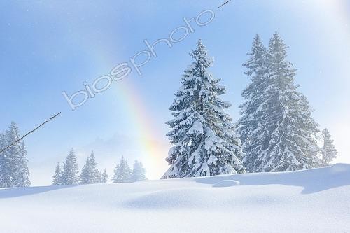 Biosphoto | 2485428 | Snowy firs with rainbow, Switzerland, Europe | &copy; Patrick Frischknecht / imageBROKER / Biosphoto