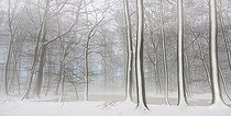 Biosphoto | 2419909 | Snowy forest and pond, Vosges du Nord Regional Nature Park, France | &copy; Michel Rauch / Biosphoto