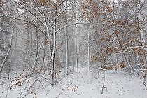 Biosphoto | 2492860 | Snowy forest, Vosges du Nord Regional Nature Park, France | &copy; Michel Rauch / Biosphoto