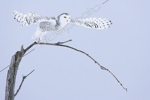 Biosphoto | 828409 | Snowy Owl flying from a tree in winter Quebec Canada ; Festival de l'Oiseau et de la Nature - Baie de Somme 2010<br>Grand Prix du Festival | &copy; David Allemand / Biosphoto