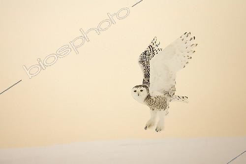 Biosphoto | 741465 | Snowy owl flying in winter Quebec Canada | &copy; David Allemand / Biosphoto