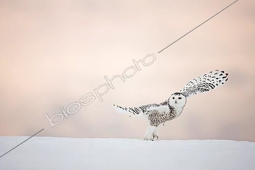 Biosphoto | 741475 | Snowy owl flying in winter Quebec Canada | &copy; David Allemand / Biosphoto