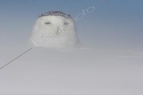 Biosphoto | 482173 | Snowy Owl ground during a snowstorm Canada | &copy; Christophe Perelle / Biosphoto