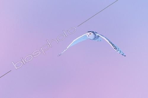 Biosphoto | 1819412 | Snowy Owl in flight Quebec Canada   | &copy; Jean-Paul Chatagnon / Biosphoto