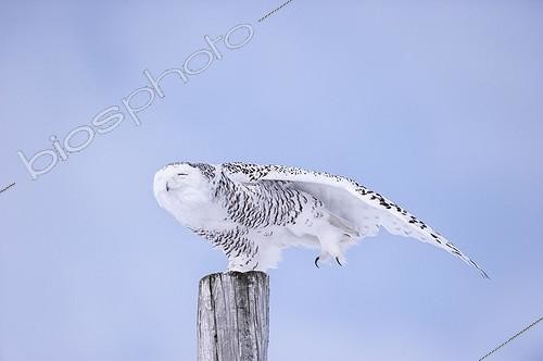 Biosphoto | 1819413 | Snowy Owl on a pole Quebec Canada  | &copy; Jean-Paul Chatagnon / Biosphoto