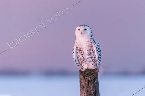 Biosphoto | 1819414 | Snowy Owl on a pole Quebec Canada  | &copy; Jean-Paul Chatagnon / Biosphoto