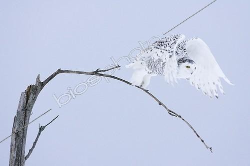 Biosphoto | 828410 | Snowy owl on a tree in winter Quebec Canada | &copy; David Allemand / Biosphoto