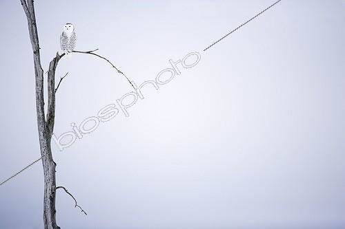 Biosphoto | 828411 | Snowy owl on a tree in winter Quebec Canada | &copy; David Allemand / Biosphoto