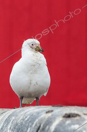 Biosphoto | 2406167 | Snowy Sheathbill (Chionis alba) in front of the hutte of a scientific station, Antarctica, Antarctica | &copy; Raphaël Sané / Biosphoto