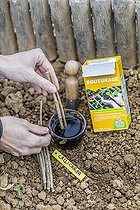 Biosphoto | 2458806 | Soaking of callicarpa cuttings in a bath of humic acid to facilitate rooting (cuttings hormone substitute) | &copy; Jean-Michel Groult / Biosphoto