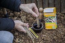 Biosphoto | 2458807 | Soaking of callicarpa cuttings in a bath of humic acid to facilitate rooting (cuttings hormone substitute) | &copy; Jean-Michel Groult / Biosphoto