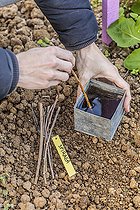Biosphoto | 2458800 | Soaking of spirea cuttings in a bath of humic acid to facilitate rooting (cutting hormone substitute). | &copy; Jean-Michel Groult / Biosphoto