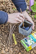 Biosphoto | 2458801 | Soaking of spirea cuttings in a bath of humic acid to facilitate rooting (cutting hormone substitute). | &copy; Jean-Michel Groult / Biosphoto