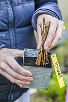 Biosphoto | 2458804 | Soaking of spirea cuttings in a bath of humic acid to facilitate rooting (cutting hormone substitute). | &copy; Jean-Michel Groult / Biosphoto