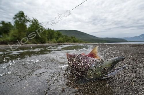 Biosphoto | 1999678 | Sockeye Salmon on the bank - Kuril Lake Kamchatka Russia | &copy; Valter Bernardeschi / Biosphoto