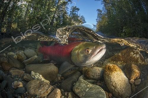 Biosphoto | 2025733 | Sockeye Salmon under water - Adams River Canada | &copy; Tobias Bernhard Raff / Biosphoto