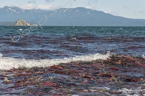 Biosphoto | 1999681 | Sockeye Salmons - Kuril Lake Kamchatka Russia | &copy; Valter Bernardeschi / Biosphoto