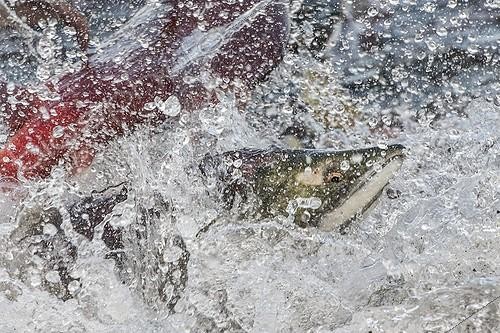 Biosphoto | 1999685 | Sockeye Salmons - Kuril Lake Kamchatka Russia | &copy; Valter Bernardeschi / Biosphoto